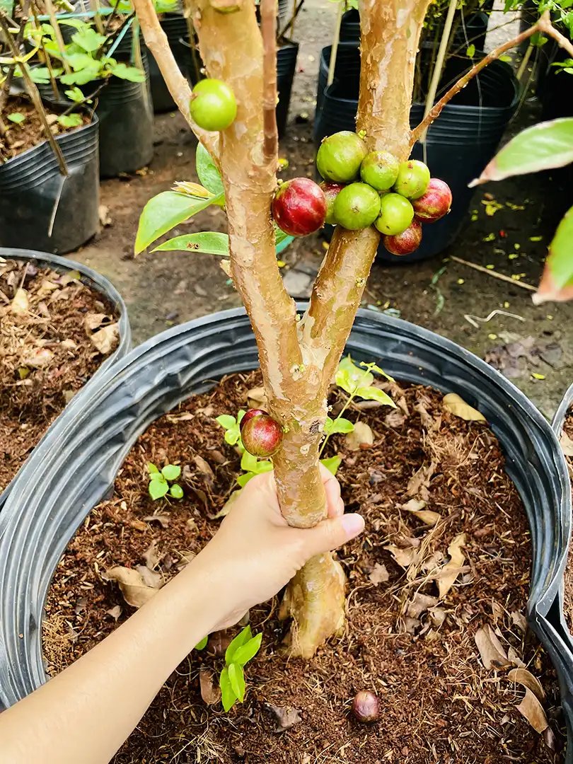 Nho Thân Gỗ Đỏ 12 Vụ – Giống Cây Độc Lạ, Trái Ngon, Ra Quanh Năm