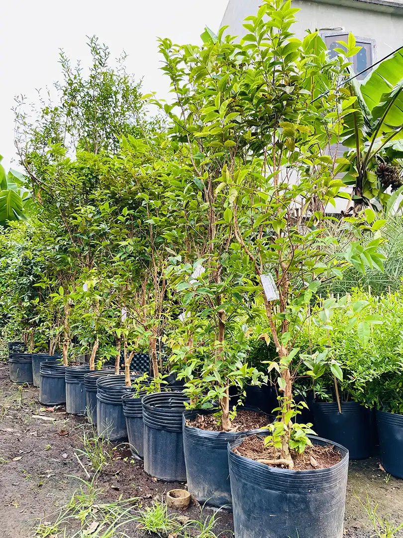 Nho Thân Gỗ Đỏ 12 Vụ – Giống Cây Độc Lạ, Trái Ngon, Ra Quanh Năm 2