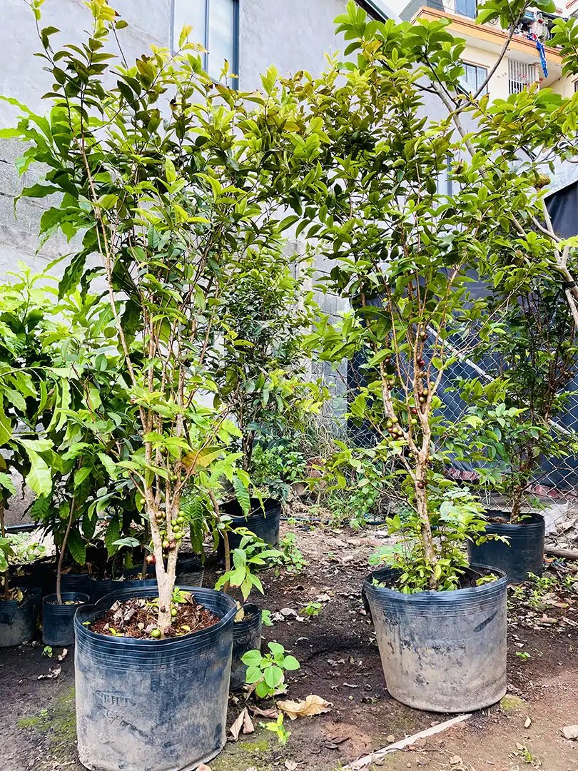 Nho Thân Gỗ Đỏ 12 Vụ – Giống Cây Độc Lạ, Trái Ngon, Ra Quanh Năm 3
