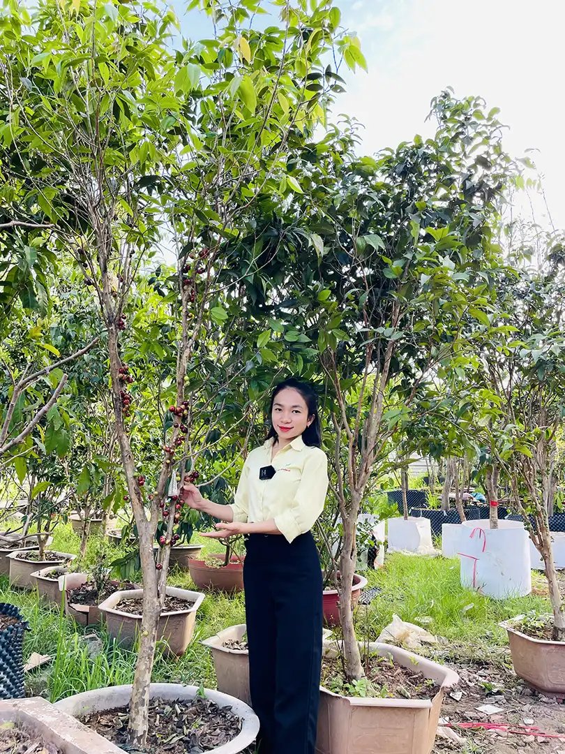 Nho Thân Gỗ Kim Cương – Giống Cây Quý, Trái Ngon, Dễ Trồng 3