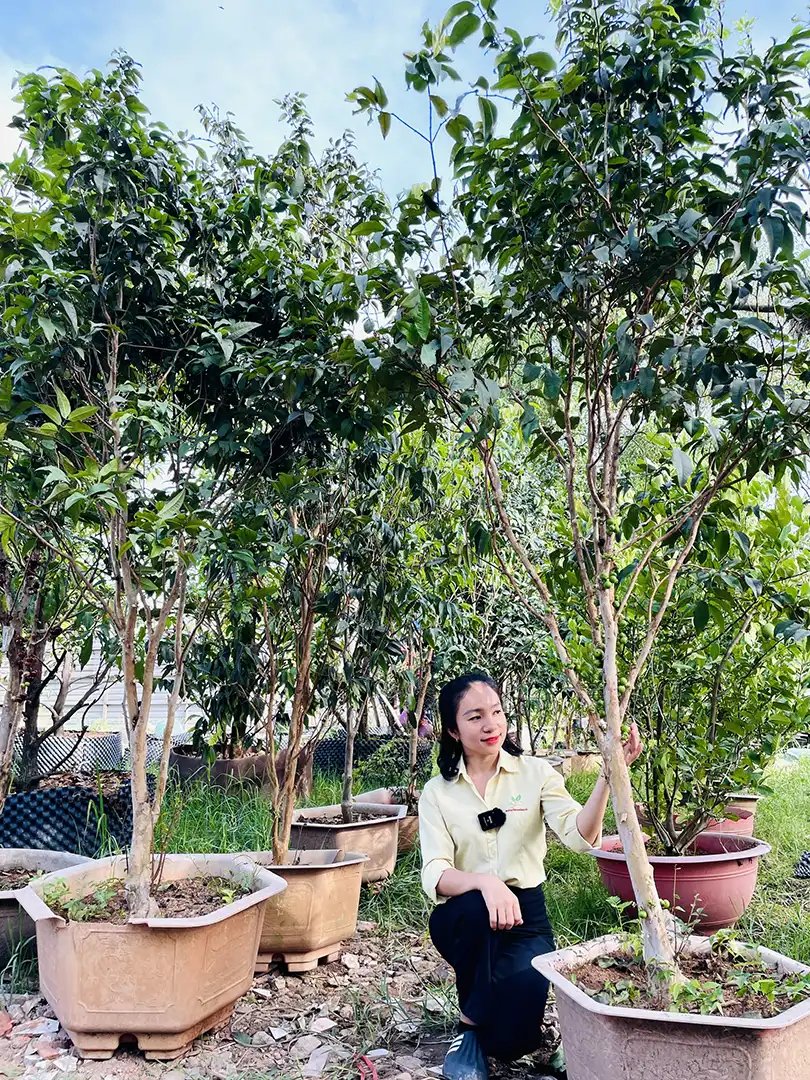Nho Thân Gỗ Kim Cương – Giống Cây Quý, Trái Ngon, Dễ Trồng 2