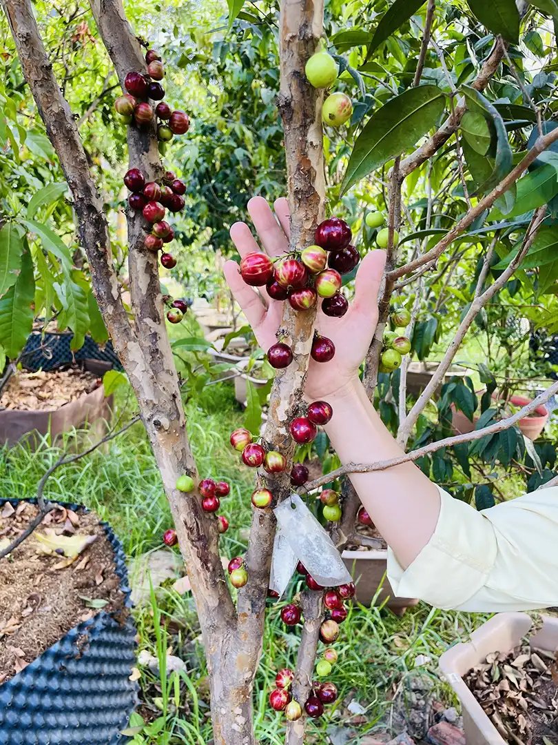 Nho Thân Gỗ Kim Cương – Giống Cây Quý, Trái Ngon, Dễ Trồng