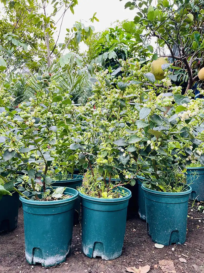 Cây Việt Quất – Giống Nhập Khẩu, Trái Ngọt, Dễ Trồng 2