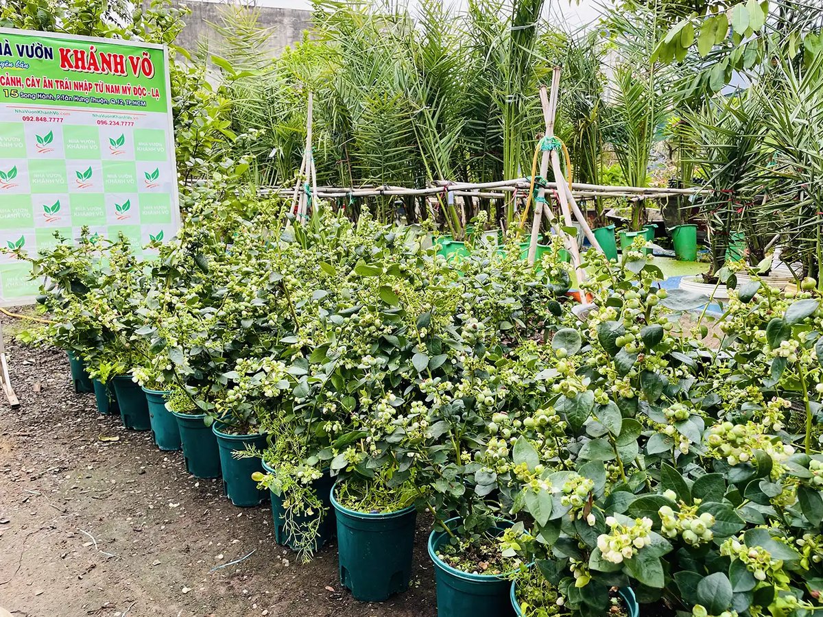 Cây Việt Quất – Giống Nhập Khẩu, Trái Ngọt, Dễ Trồng 3