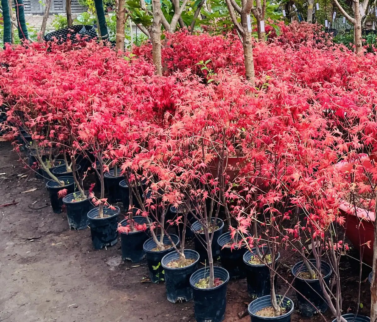 Cây Phong Lá Đỏ Cao 1m2 – Cây Giống Nhập Khẩu, Thích Hợp Trồng Sân Vườn 3