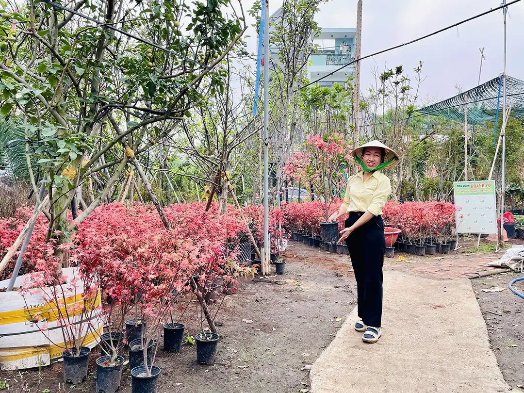 Cây Phong Lá Đỏ Cao 1m2 – Cây Giống Nhập Khẩu, Thích Hợp Trồng Sân Vườn 2