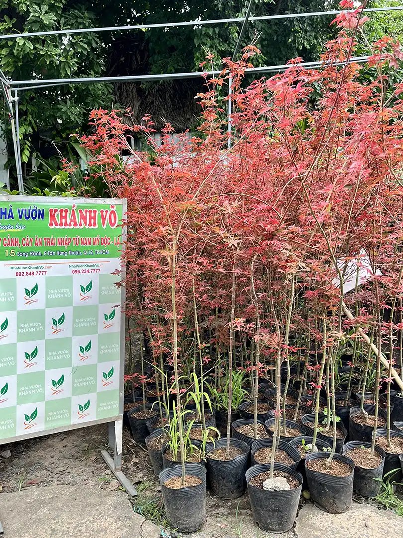 Cây Phong Lá Đỏ Cao 1m2 – Cây Giống Nhập Khẩu, Thích Hợp Trồng Sân Vườn
