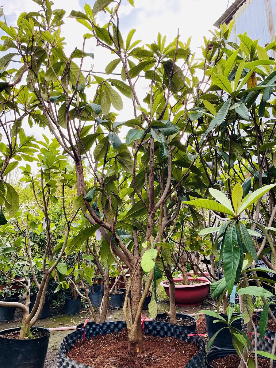 Cây Biwa (Nhót Nhật) – Cây Ăn Quả Nhập Khẩu, Dễ Trồng, Trái Ngọt 3