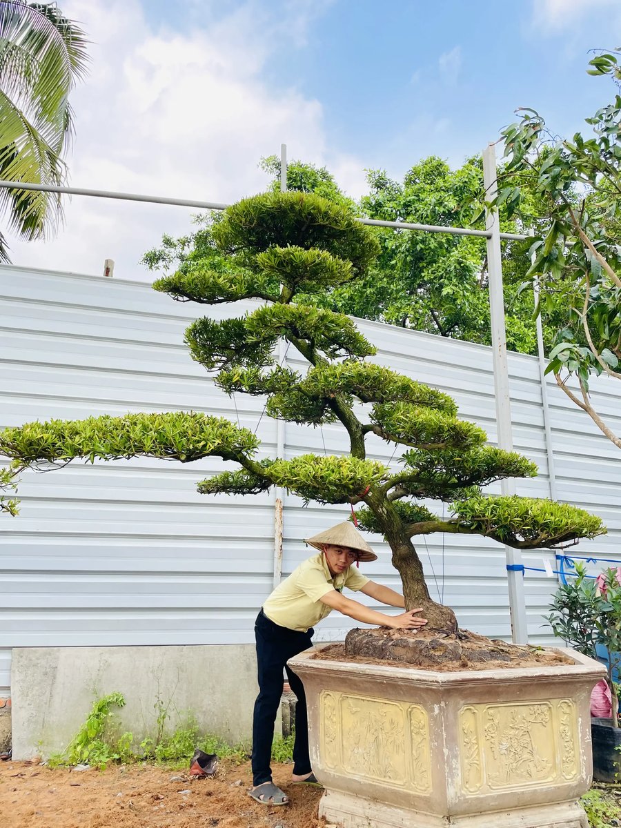 Tùng Đài Loan – Cây Cảnh Đẹp, Dễ Chăm, Phù Hợp Mọi Không Gian 2
