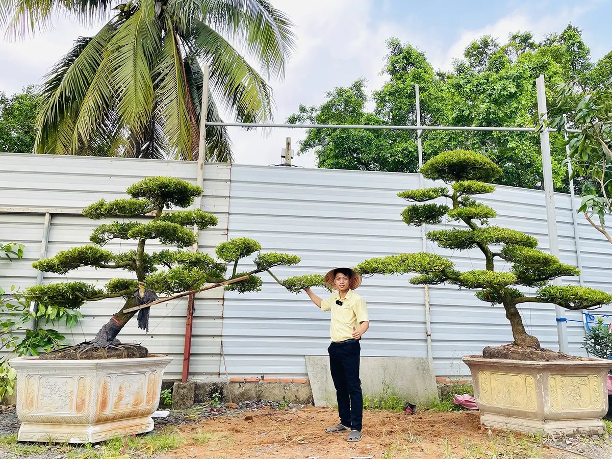 Tùng Đài Loan – Cây Cảnh Đẹp, Dễ Chăm, Phù Hợp Mọi Không Gian