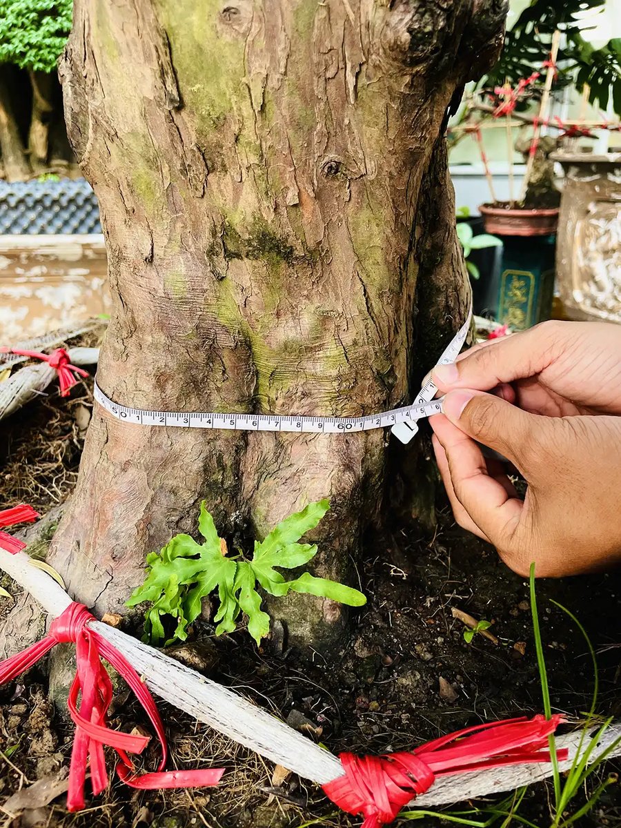 Tùng Kim Cương – Biểu Tượng Sang Trọng Cho Không Gian Xanh 2