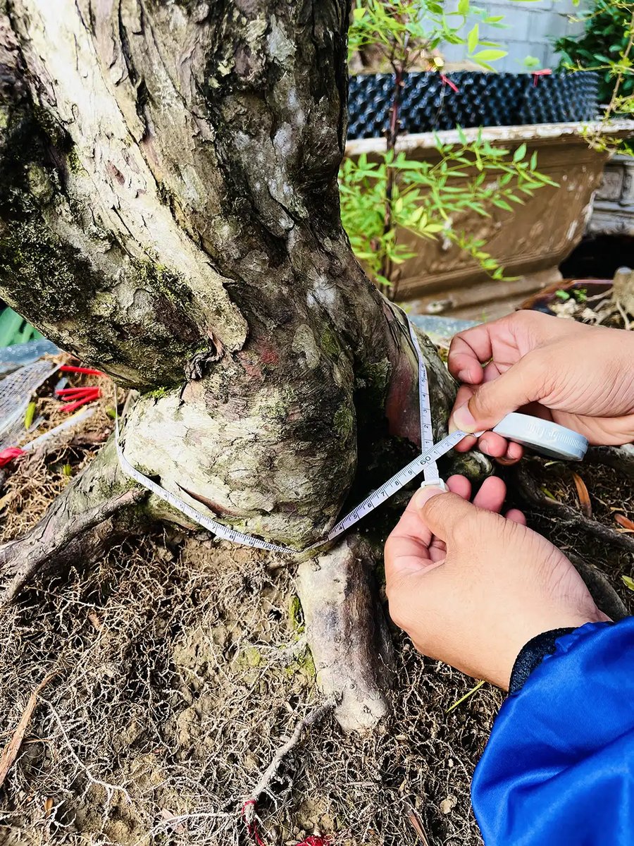 Tùng Kim Cương – Biểu Tượng Sang Trọng Cho Không Gian Xanh 3