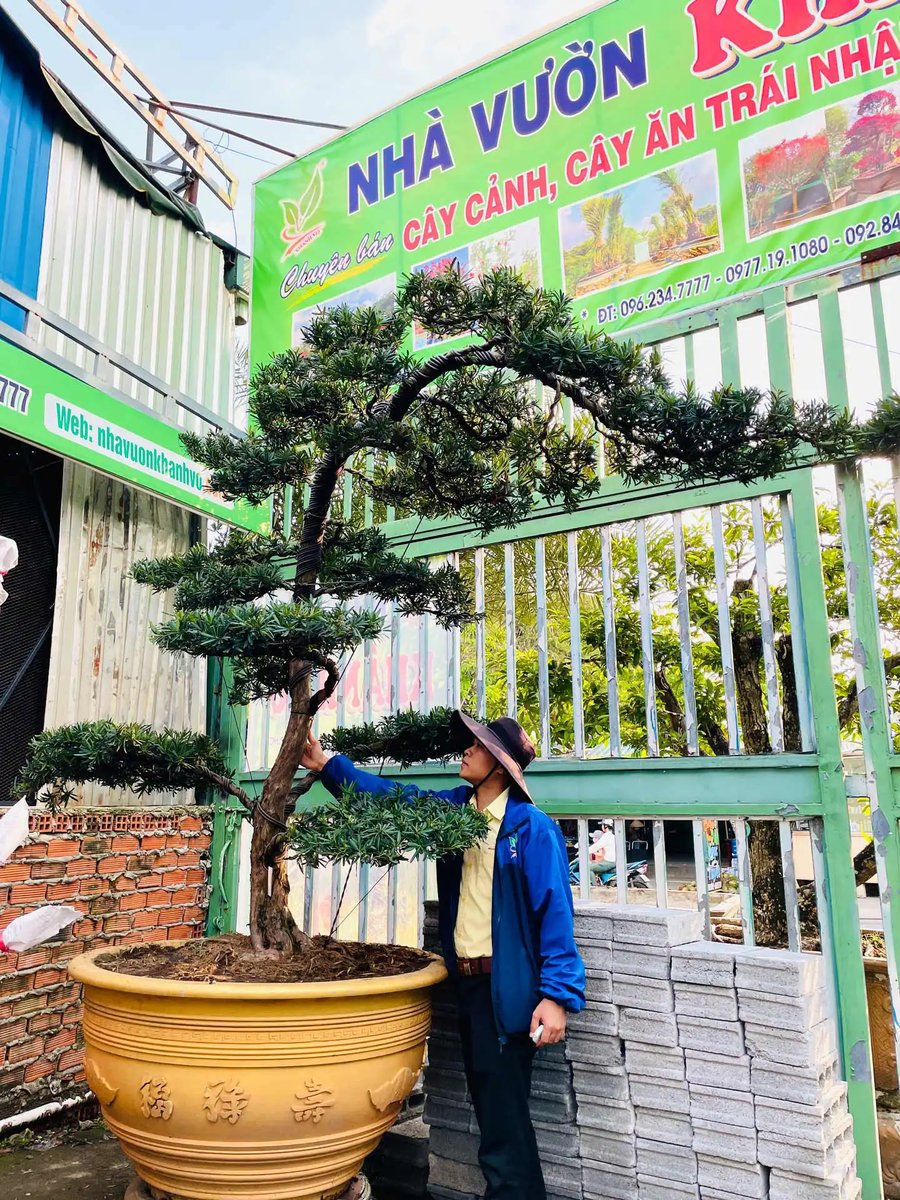 Tùng La Hán Nhật Bản – Dáng Bonsai Đẹp, Phong Thủy Tài Lộc 3