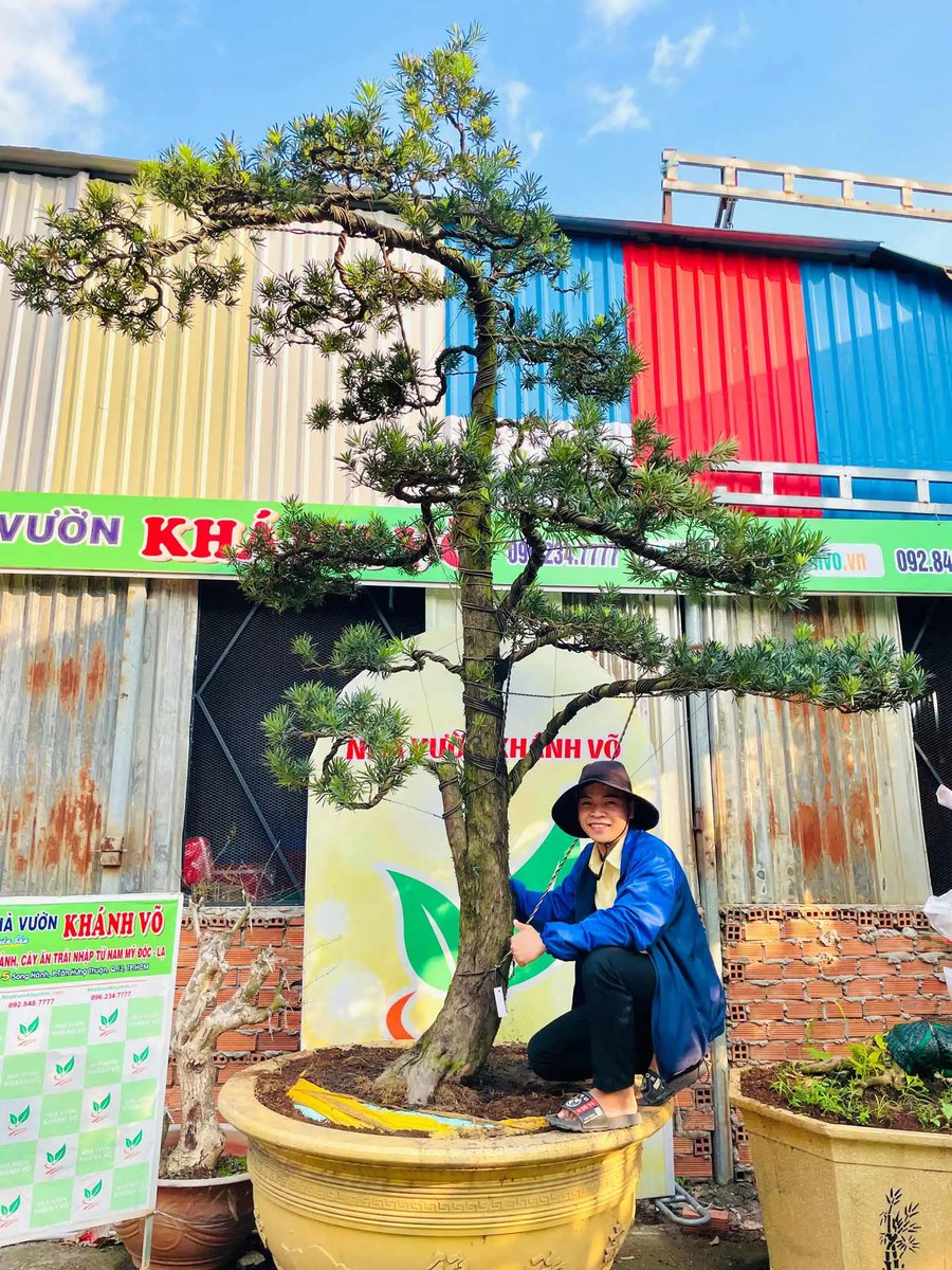 Tùng La Hán Nhật Bản – Dáng Bonsai Đẹp, Phong Thủy Tài Lộc