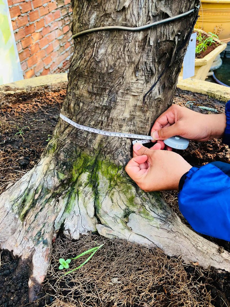 Tùng La Hán Nhật Bản – Dáng Bonsai Đẹp, Phong Thủy Tài Lộc 2