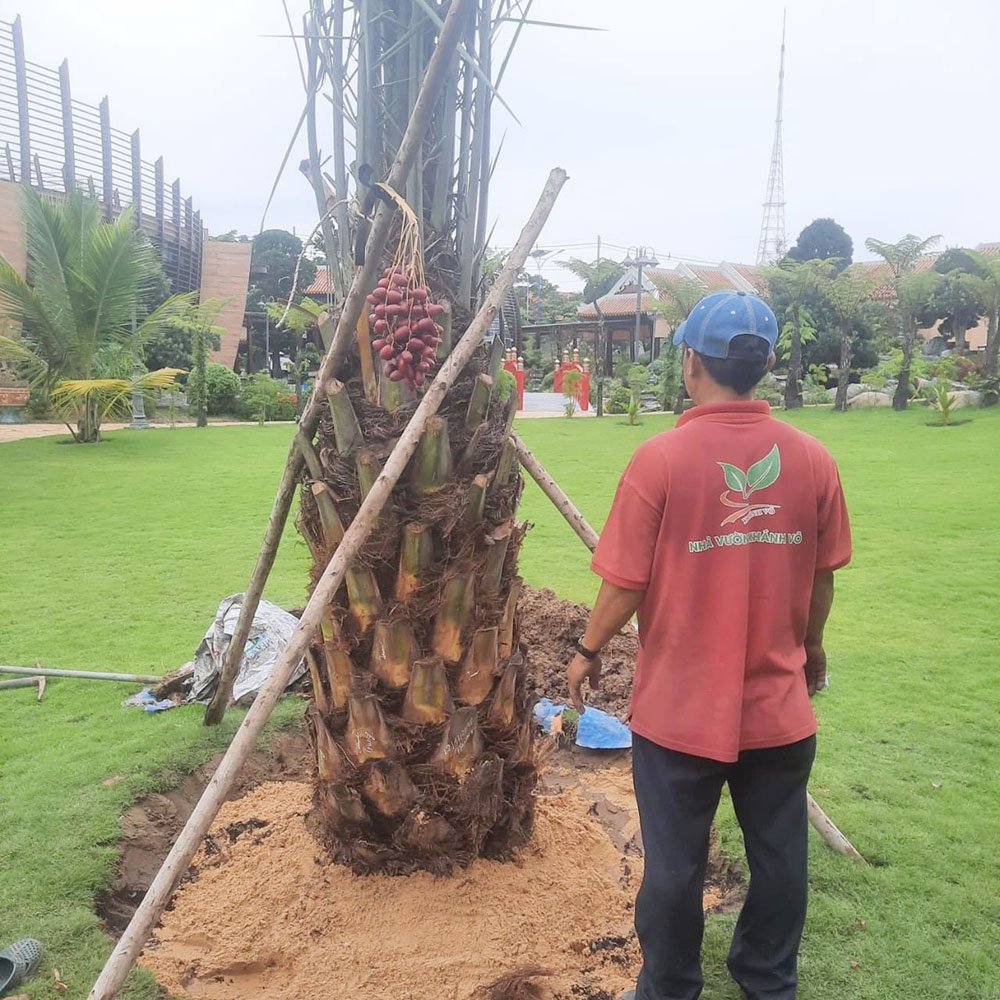 Cây chà là đỏ Khenaizy trưởng thành đang trái nhiều