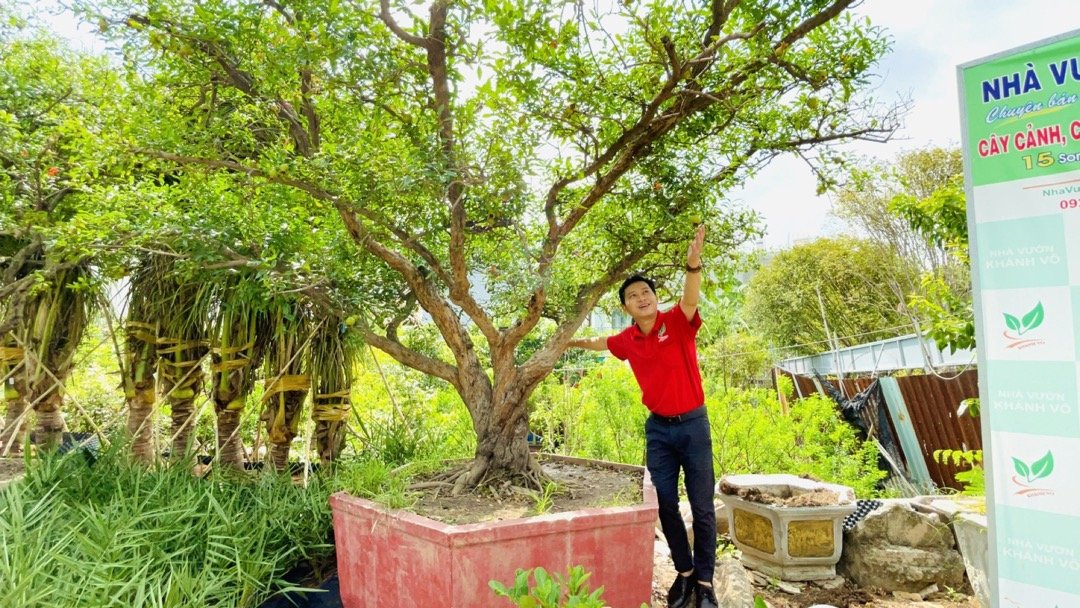 Cây Lựu đỏ 1 cốt thoát thân siêu trái hiếm gặp tại Việt Nam