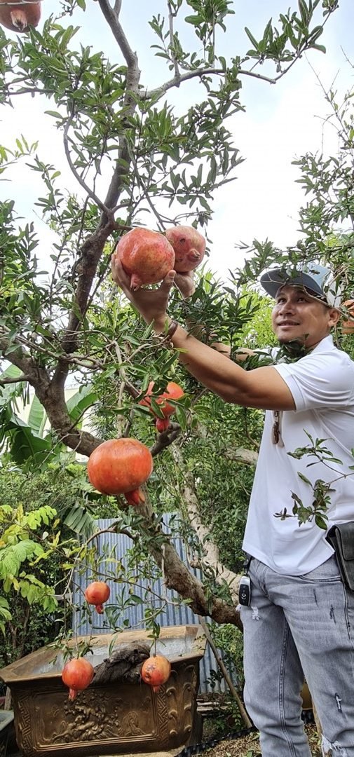 Cây Lựu đỏ trồng trước nhà mang vượng tài tới cho gia đình nhà chủ 2