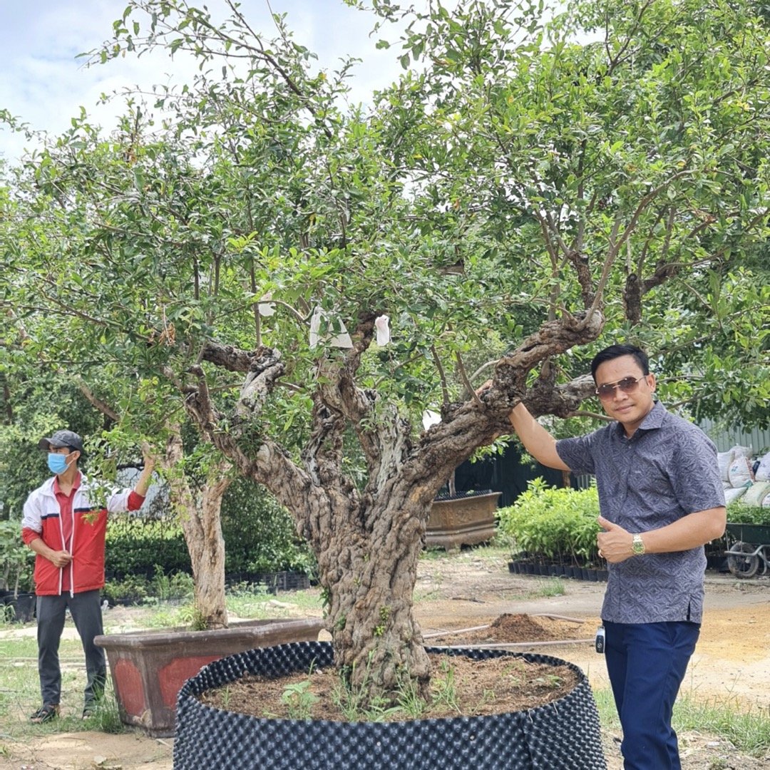 Cây Lựu đỏ trồng trước nhà mang vượng tài tới cho gia đình nhà chủ