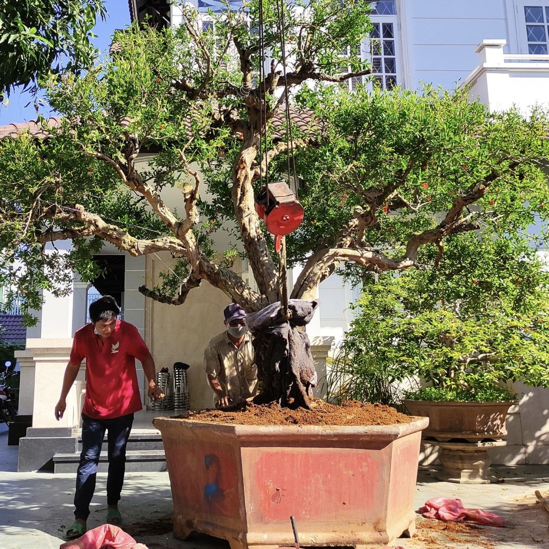 Cây Lựu đỏ mà ngỡ như cây đèn lồng, trái to đến hơn 1kg 2