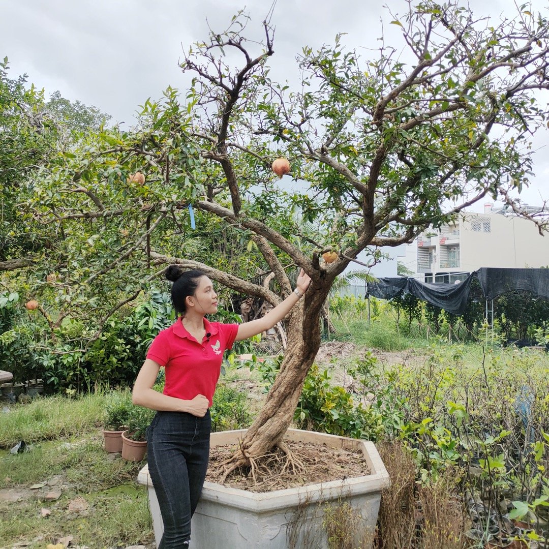 Cây Lựu đỏ mà ngỡ như cây đèn lồng, trái to đến hơn 1kg 3