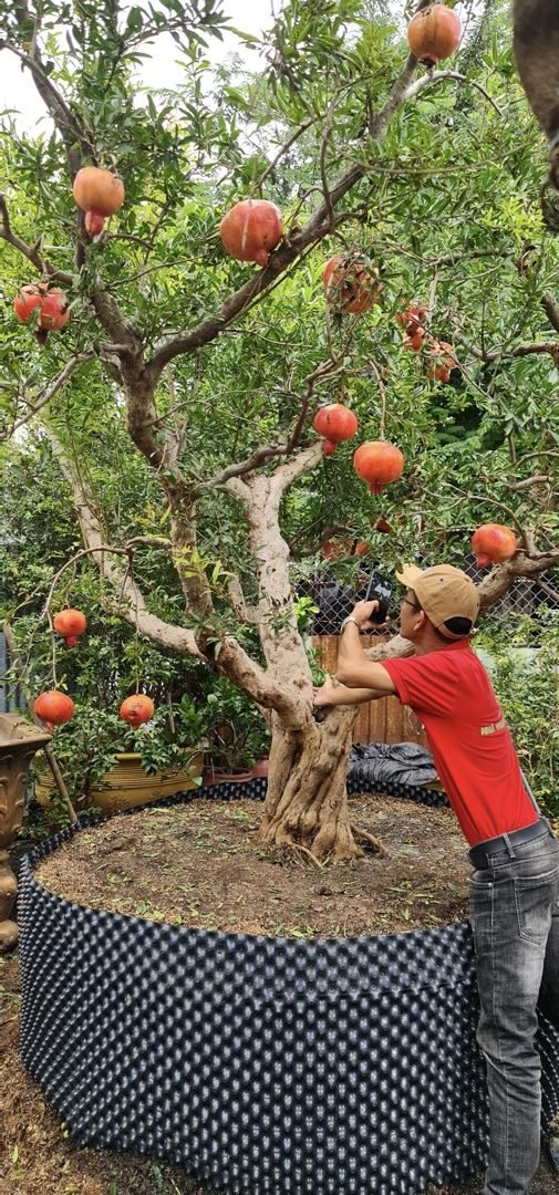 Cây Lựu đỏ cổ thụ trồng sân vườn khó gặp tại Việt Nam 2