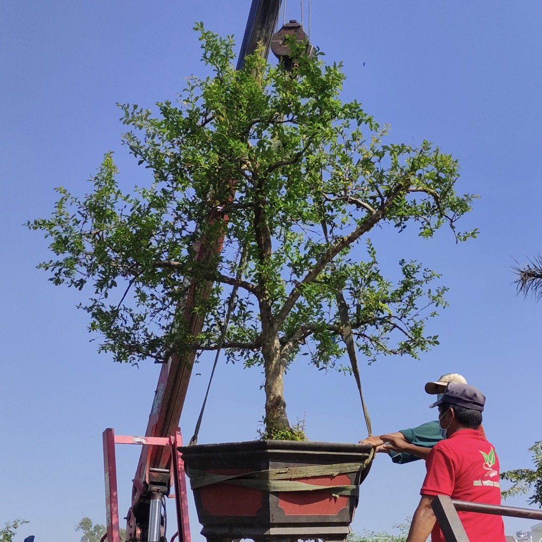 Cây Lựu đỏ cổ thụ trồng sân vườn khó gặp tại Việt Nam 3