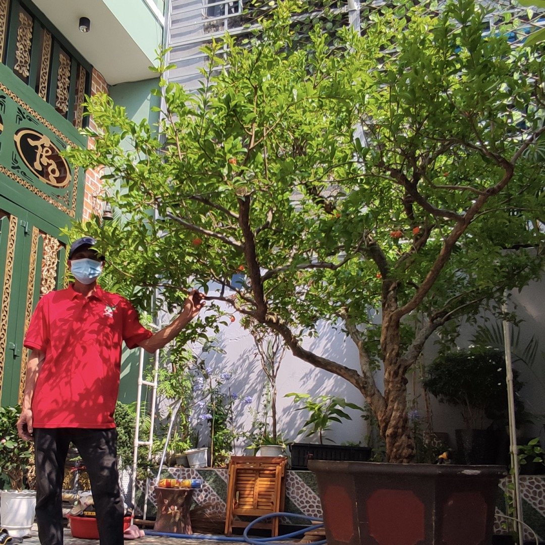 Cây Lựu đỏ Khánh Võ trăm năm tuổi đang độ rộ hoa trái chi chít 3