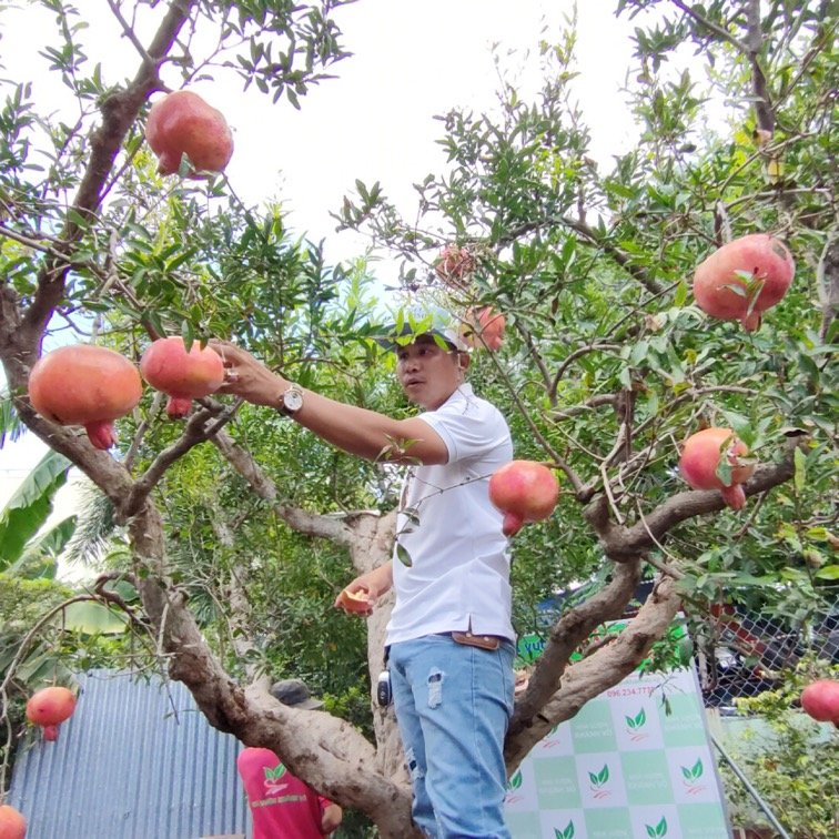 Cây Lựu đỏ Khánh Võ trăm năm tuổi đang độ rộ hoa trái chi chít