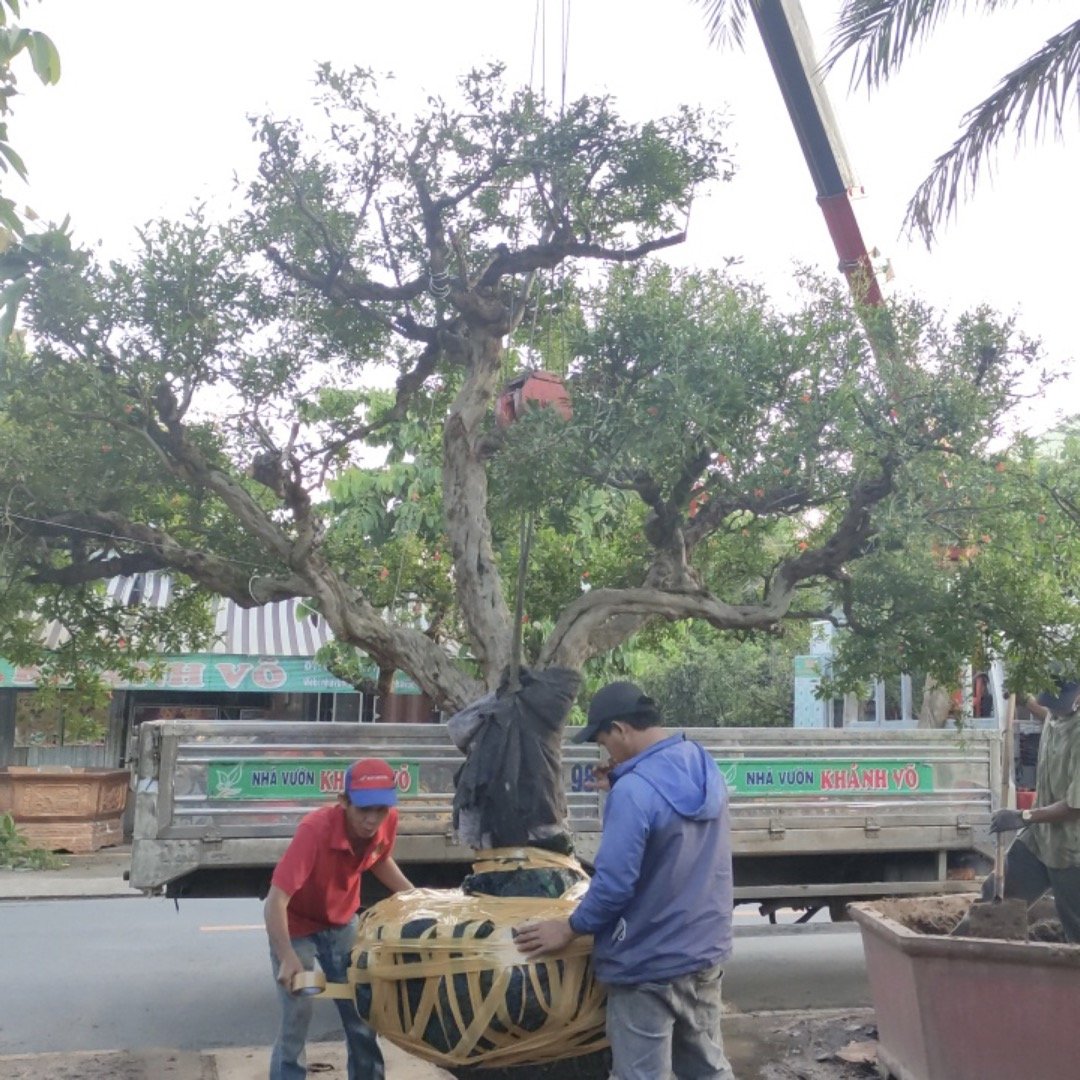 Cây Lựu đỏ cổ thụ dáng thế đẹp, trái màu đỏ đẹp mắt 2