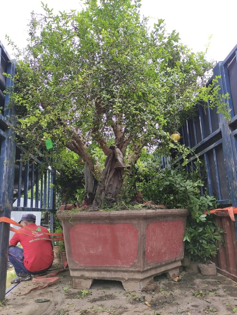 Cây Lựu đỏ cổ thụ dáng thế đẹp, trái màu đỏ đẹp mắt 3