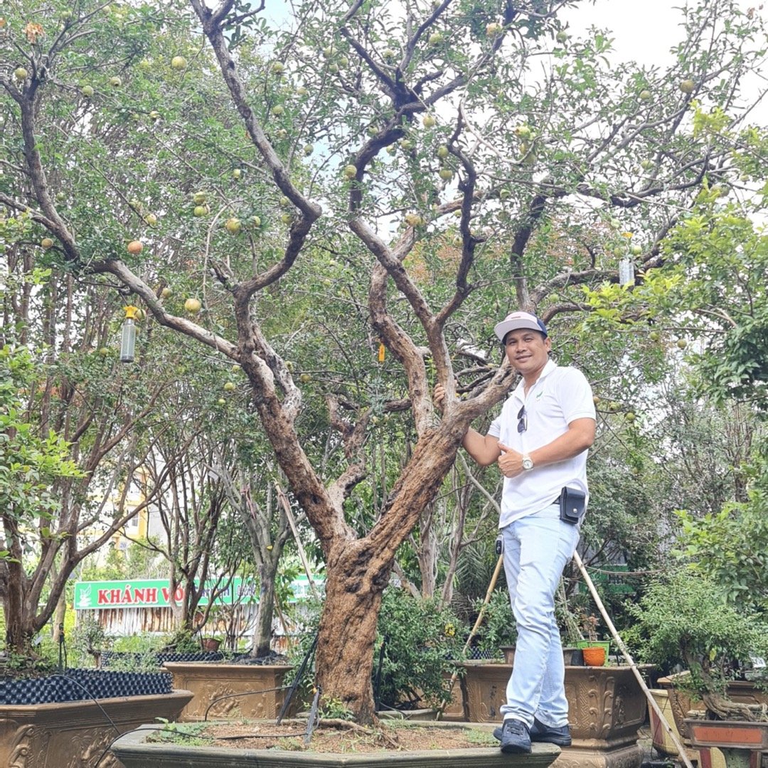 Cây Lựu trái đỏ Ấn Độ cổ thụ dáng thế đẹp 3