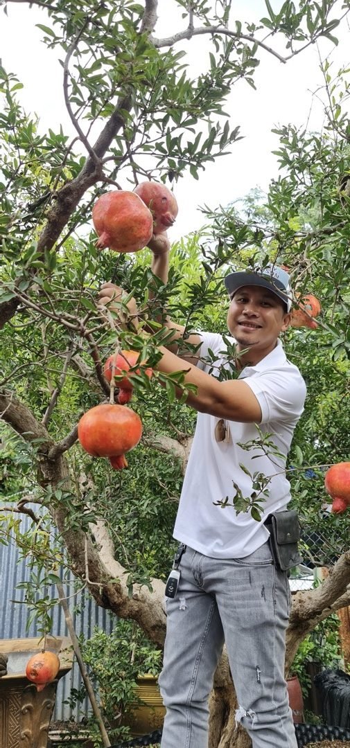 Cây Lựu trái đỏ Ấn Độ cổ thụ dáng thế đẹp 2