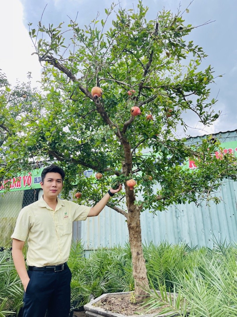 Cây Lựu đỏ cổ thụ đại gia phải xuýt xoa 2