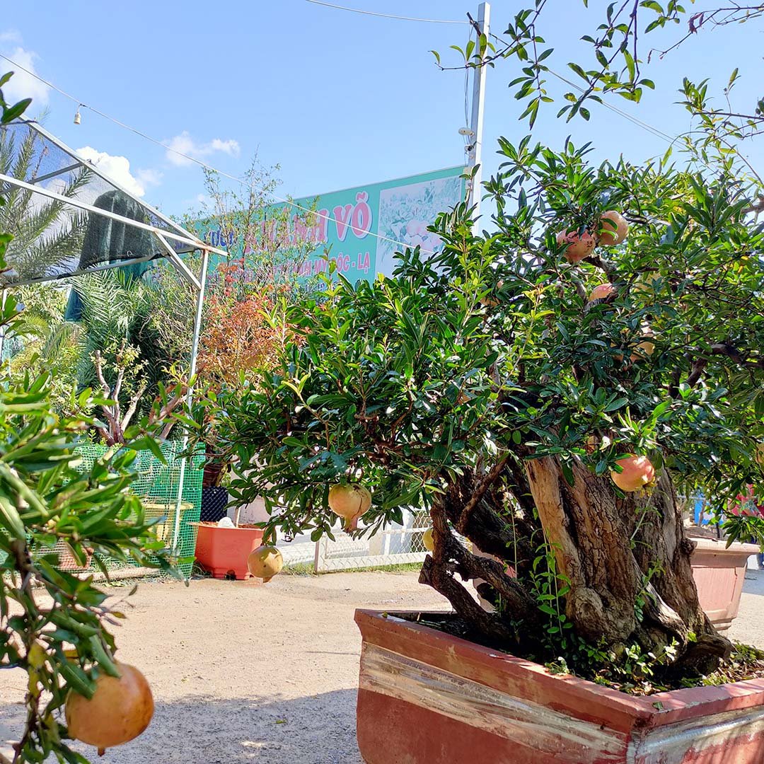 Cây Lựu đỏ Ấn Độ bonsai cổ thụ siêu trái