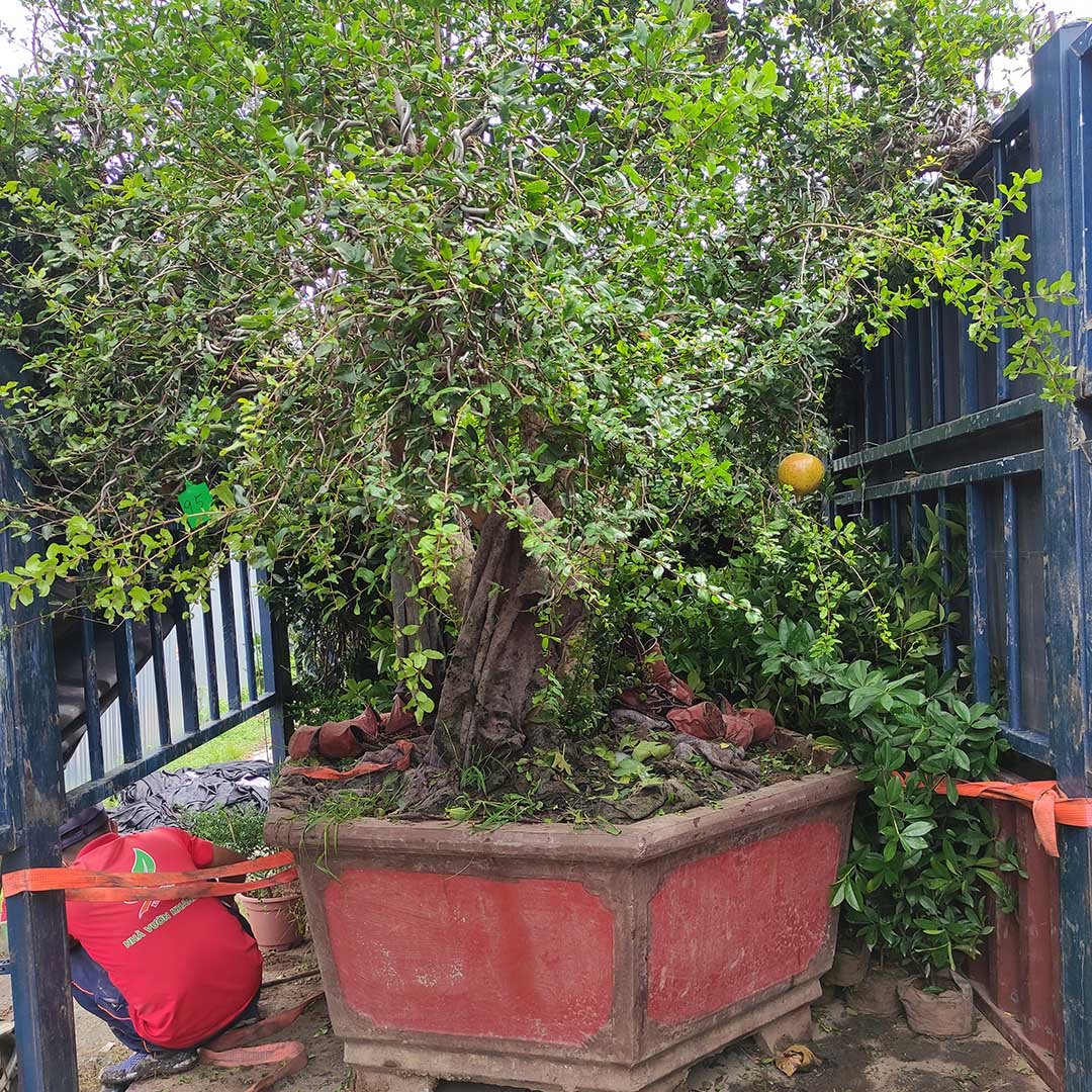 Cây Lựu đỏ Ấn Độ bonsai cổ thụ siêu trái 3