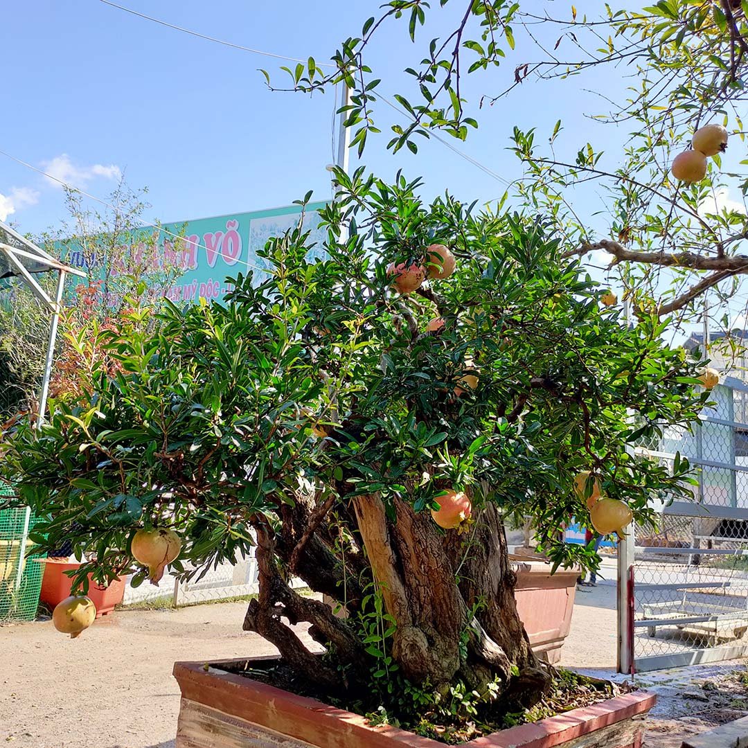 Cây Lựu đỏ Ấn Độ bonsai cổ thụ siêu trái 2