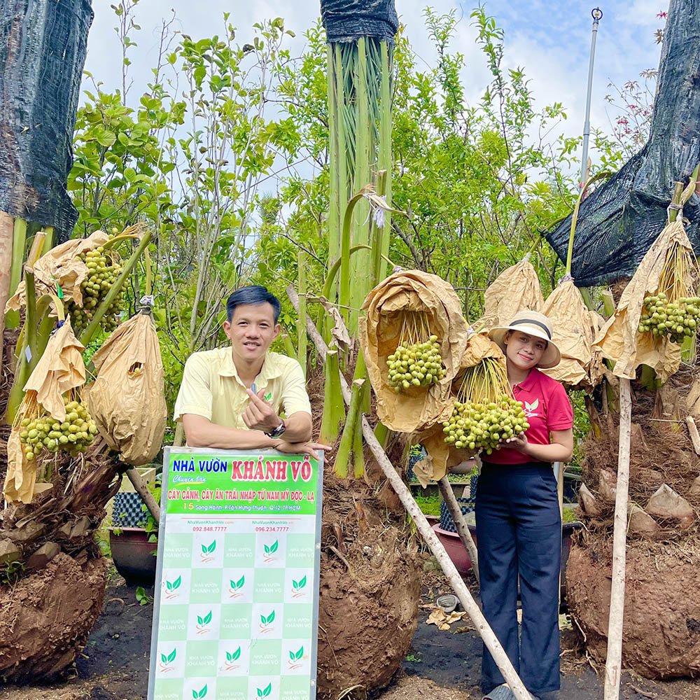 Cây Chà Là vàng Barhee cấy mô Khánh Võ chuẩn giống