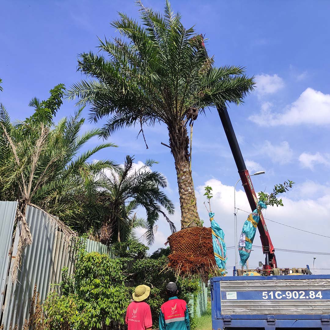Cây Chà Là Barhee Trái Vàng Chuẩn Giống – Cây Ăn Trái Cao Cấp, Dễ Trồng, Hiệu Quả Kinh Tế Cao 3