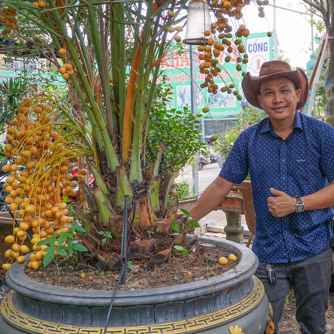Cây Chà Là Barhee Khánh Võ chuẩn giống