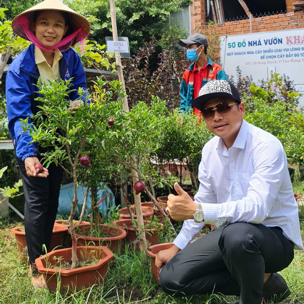 Cây Lựu tím Khánh Võ