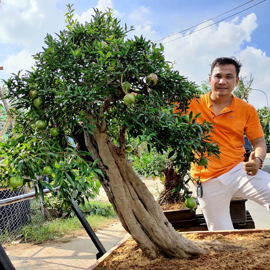 Cây Lựu đỏ Ấn Độ bonsai cổ thụ