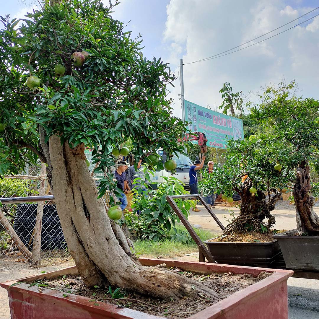 Cây Lựu đỏ Ấn Độ bonsai cổ thụ 2