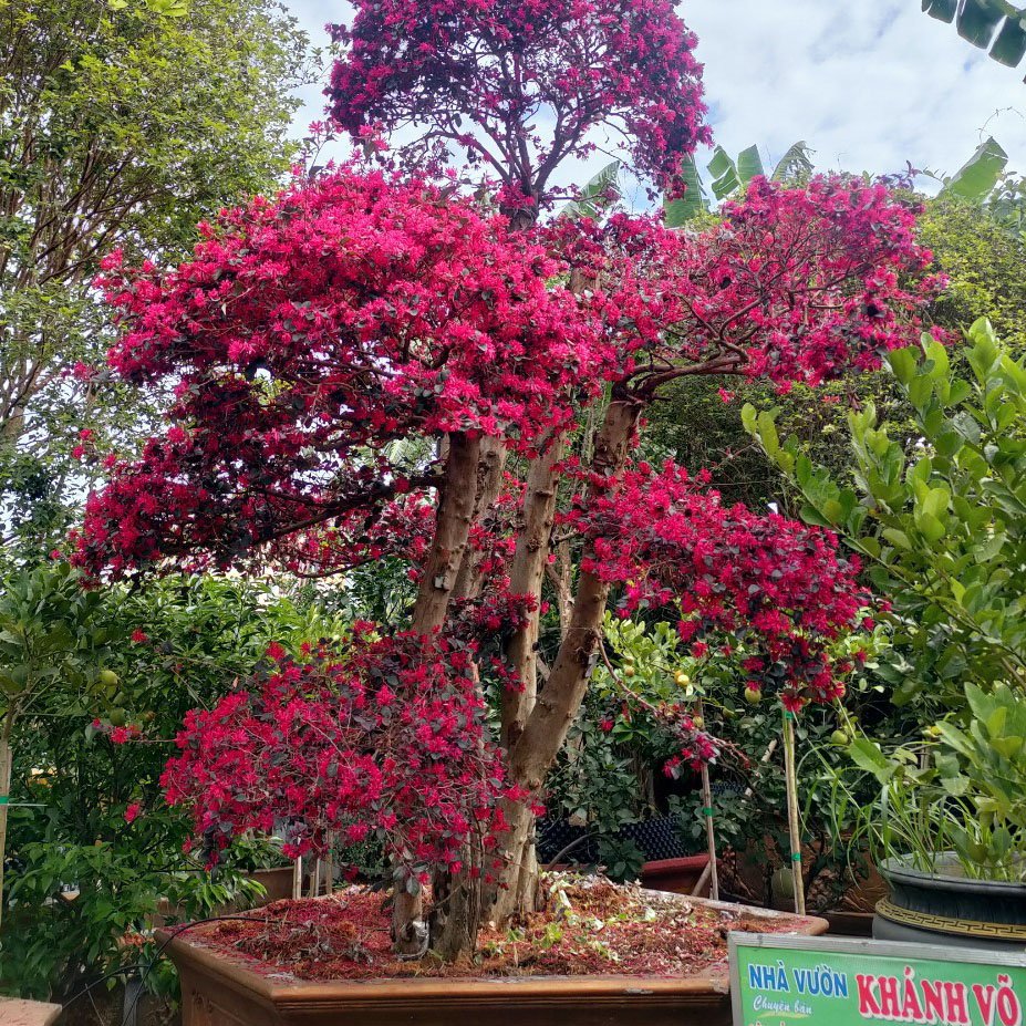 Cây Hồng Phụng cổ thụ Khánh Võ