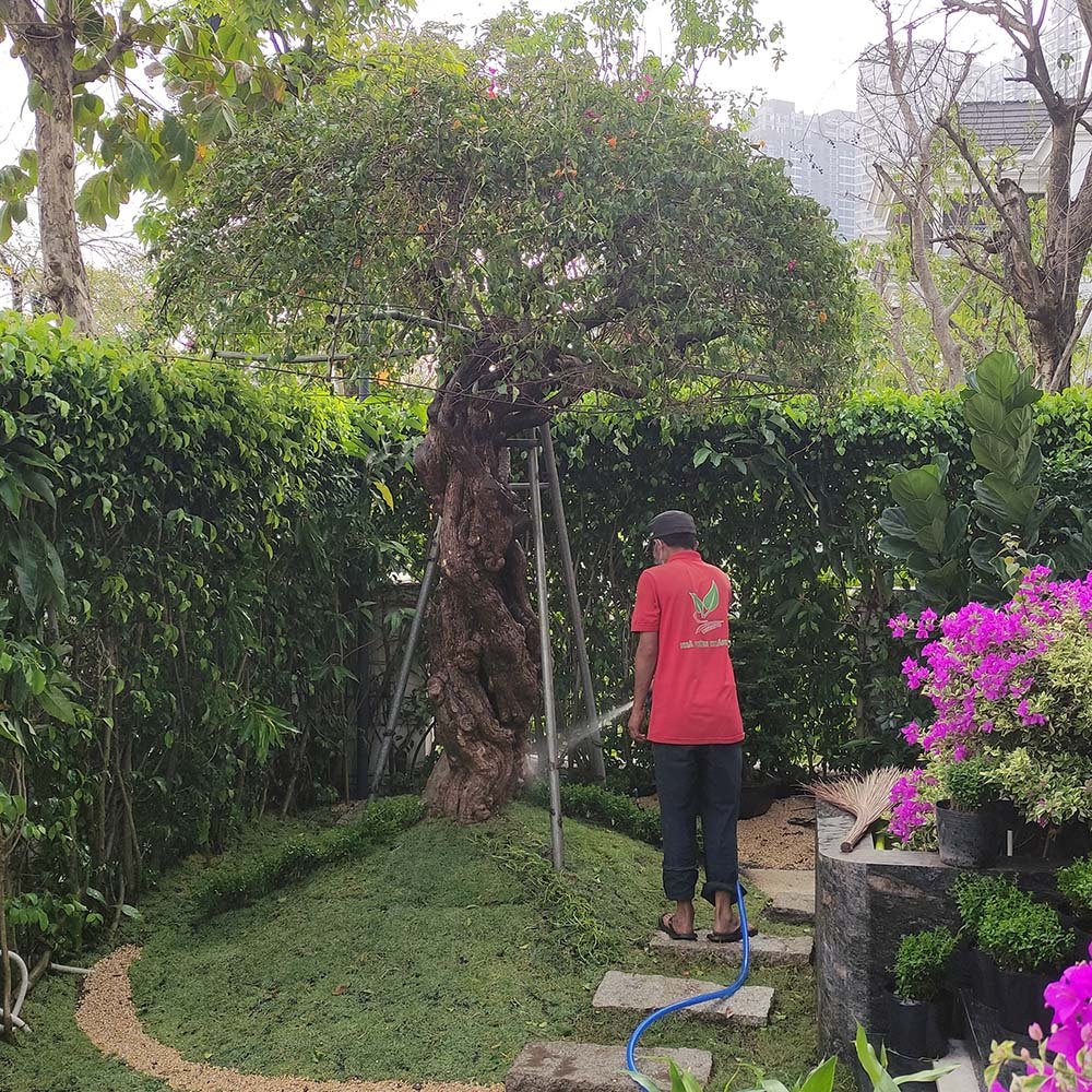 Cây hoa giấy cổ thụ Khánh Võ 2