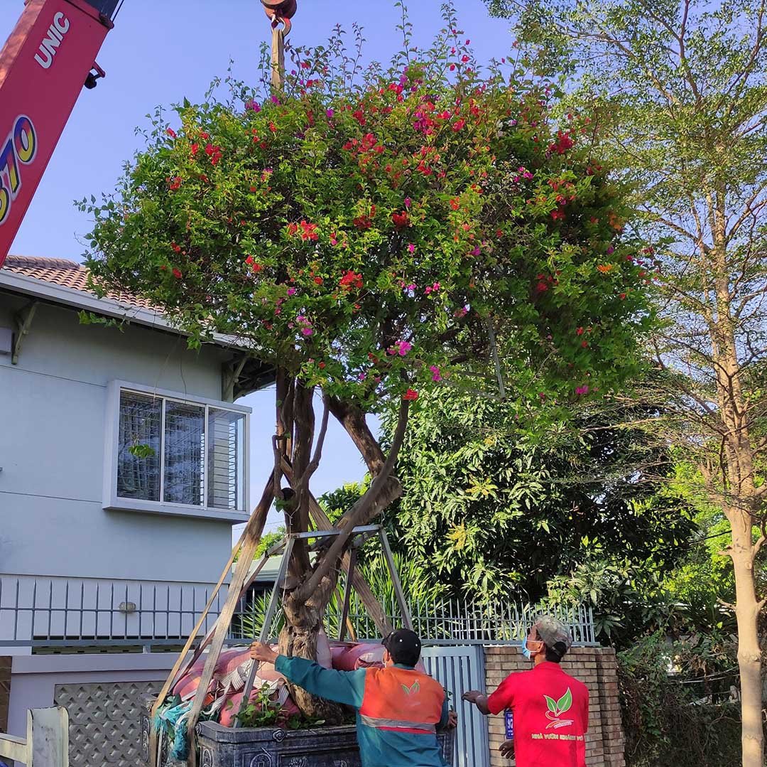 Cây hoa giấy cổ thụ Khánh Võ 3