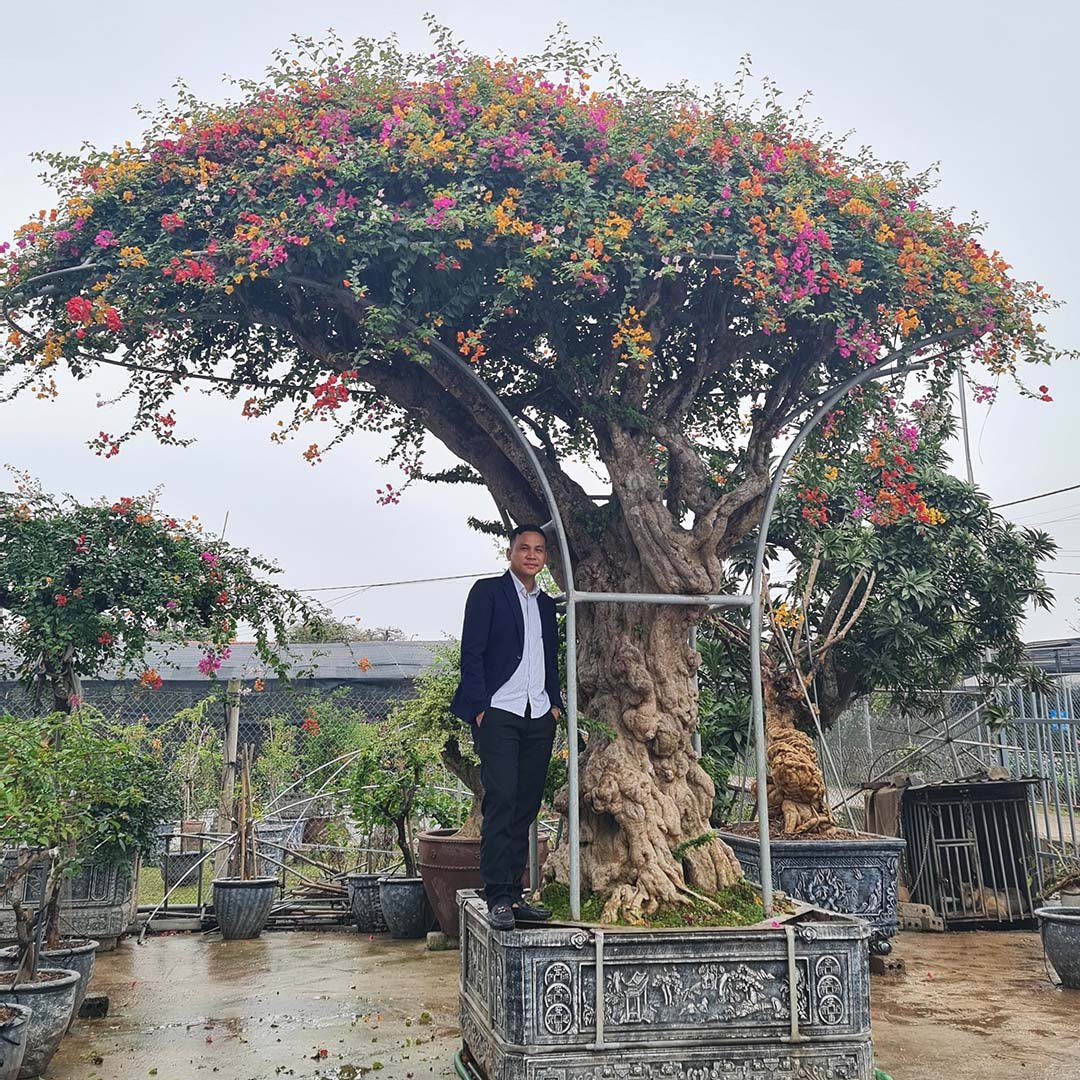 Cây hoa giấy cổ thụ Khánh Võ