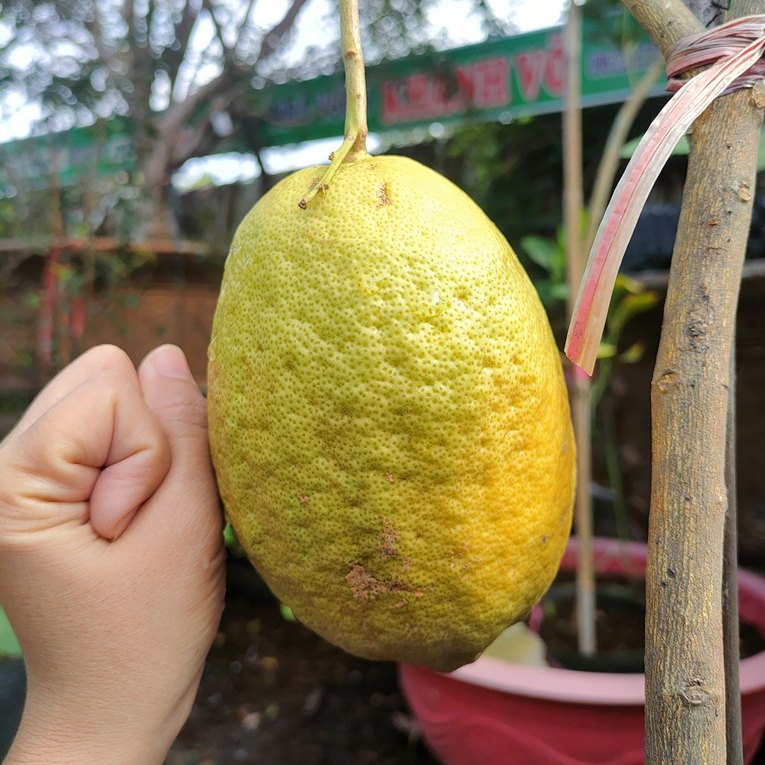 Cây Chanh Mỹ Vàng – Giống Chanh Ngoại Nhập Năng Suất Cao, Trái Đẹp, Vỏ Mỏng, Cực Nhiều Nước 2