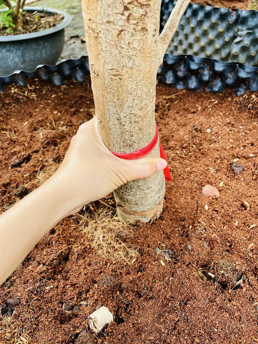Cây Biwa (Nhót Nhật) – Giống Cây Ăn Trái Cao Cấp, Độc Lạ Dành Cho Nhà Vườn Việt 3