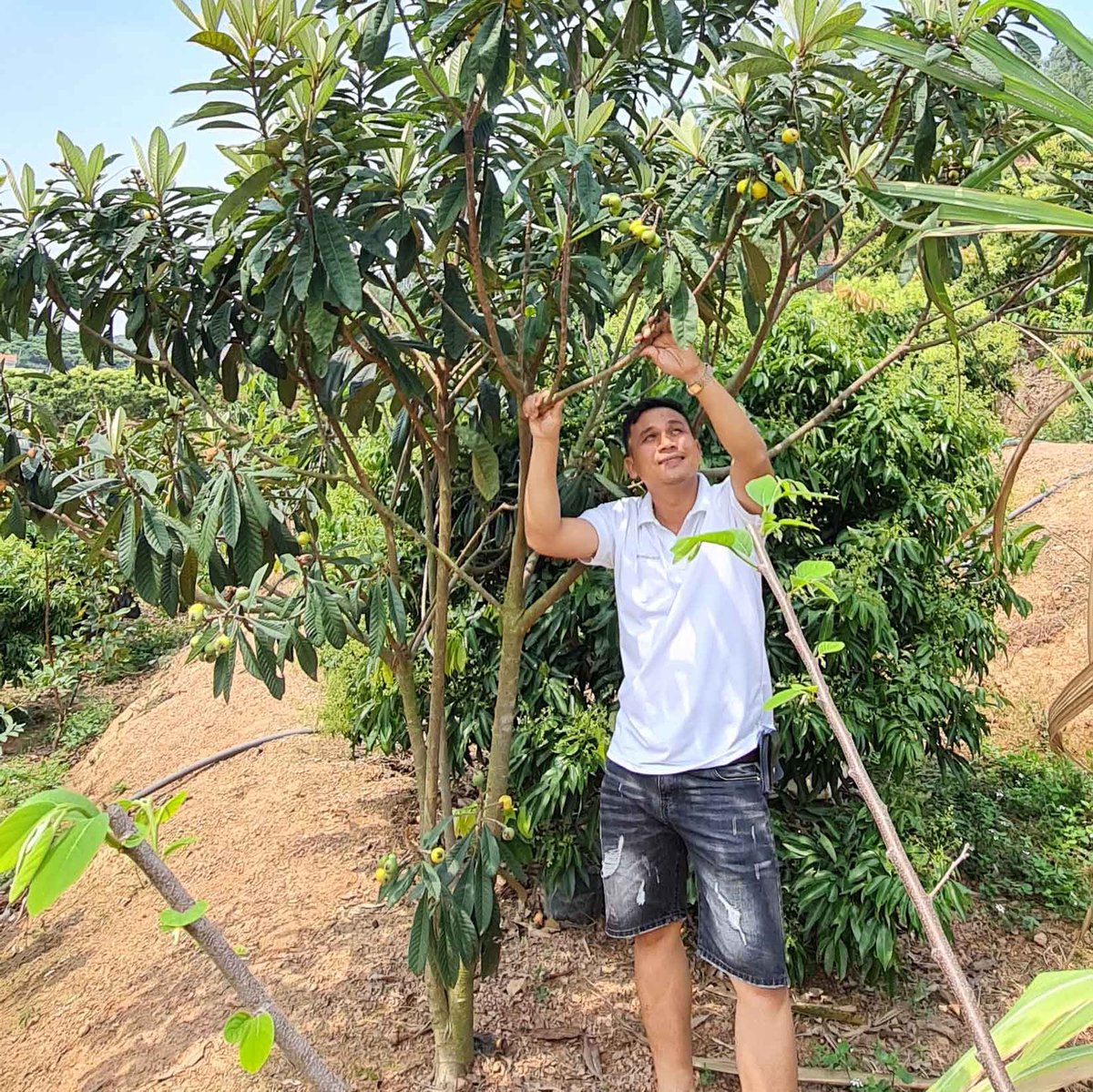 Cây Biwa (Nhót Nhật) – Giống Cây Ăn Trái Cao Cấp, Độc Lạ Dành Cho Nhà Vườn Việt